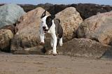 AMSTAFF ADULT 283